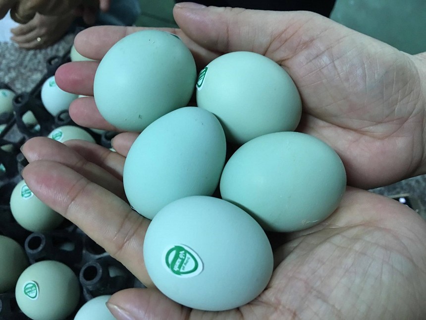 Thời gian gần đây trên thị trường xuất hiện loại trứng có vỏ màu xanh da trời siêu lạ