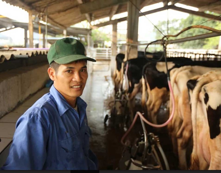 Nhờ bò sữa mà các hộ dân nơi đây đổi đời, trở thành tỷ phú với thu nhập trung bình mỗi hộ 35-40 triệu đồng/tháng