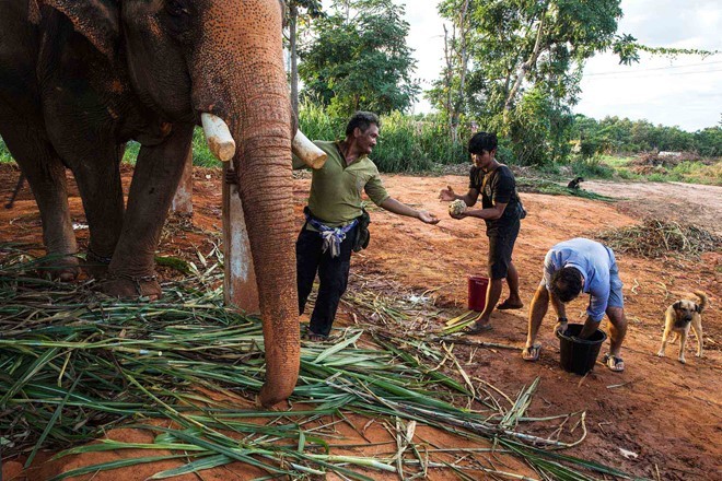 Toàn cảnh thu hoạch cà phê đắt nhất thế giới từ phân voi