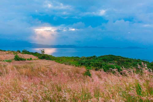 Đồi cỏ lau thơ mộng gây 'sốt' ở đảo Bình Ba