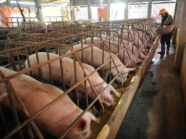 Thịt lợn đang khủng hoảng thừa về lượng, khiến giá giảm chưa từng thấy trong 10 năm qua (ảnh minh hoạ)
