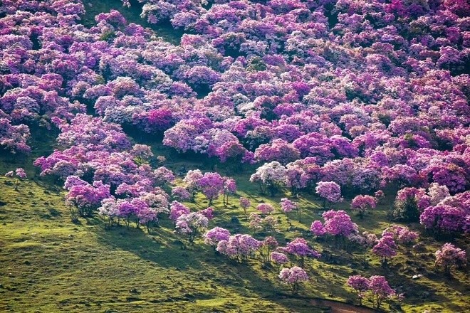 Biển hoa đỗ quyên nở rộ ở Trung Quốc
