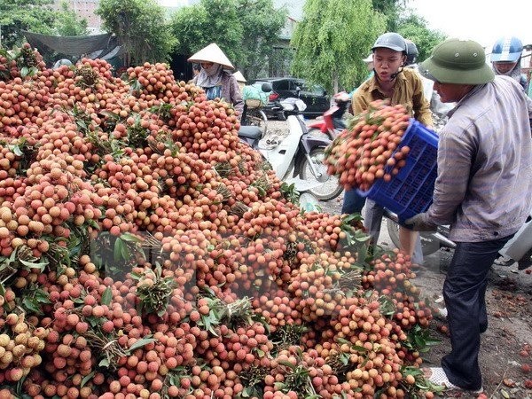 Xoài Nhật được bán tại thị trường Việt với giá 1,7 triệu đồng/quả