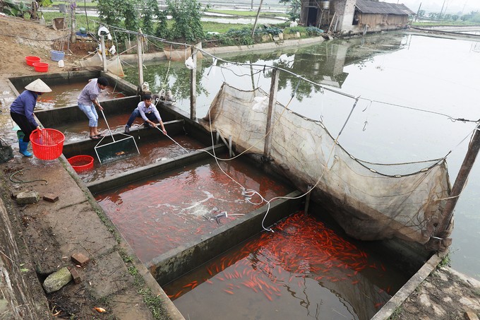 Ngôi làng bán hàng chục tấn cá chép đỏ dịp Tết ông Táo