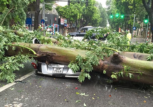 Một cây đổ đè nát ôtô trên phố Hai Bà Trưng. Ảnh: Đức Luyện