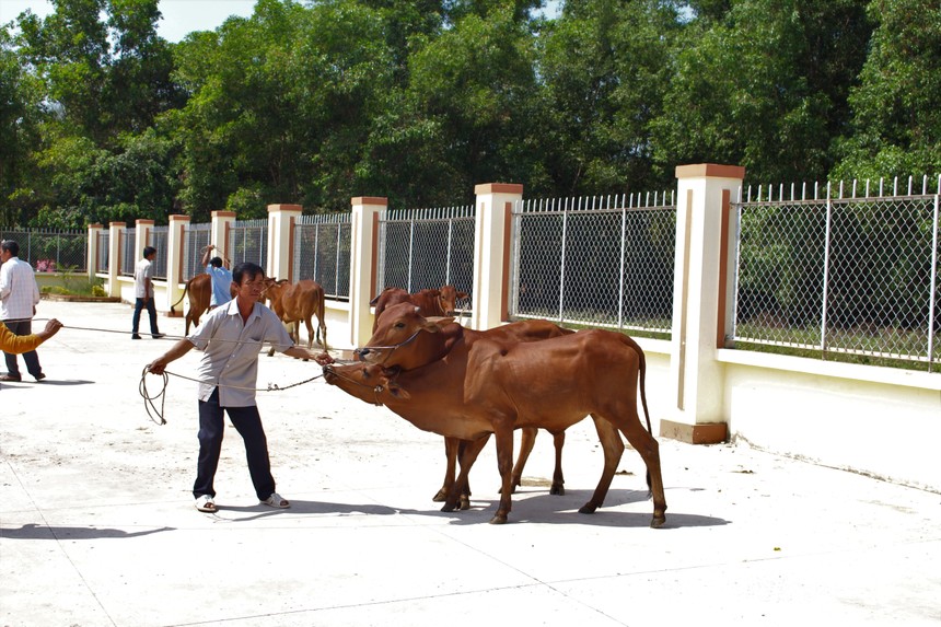 Masan Nutri-Science tặng 30 con bò giống cho người dân xã Lộc Giang, tỉnh Long An