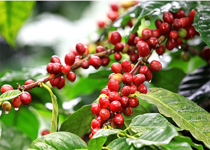 Giá cà phê dự báo tăng nhờ nhu cầu từ thị trường Trung Quốc