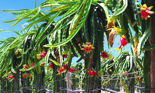 Hoàng Anh Gia Lai (HAG): “Trái cây” mang về gần 1.260 tỷ đồng doanh thu, chiếm tỷ trọng 31%