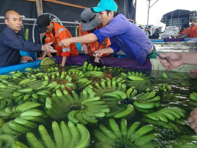 Năm 2019, cây ăn trái dự kiến mang lại hơn 4.400 tỷ đồng doanh thu cho Hoàng Anh Gia Lai (HAG)