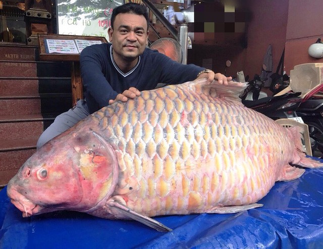 Cá hô hơn 100kg là rất hiếm trên thị trường