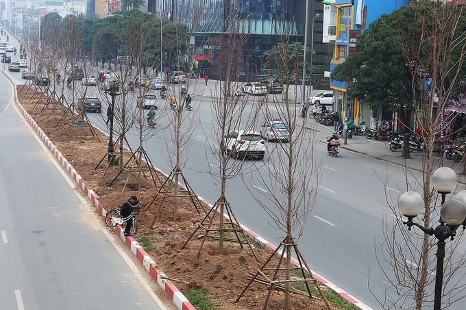 Hà Nội trồng hàng trăm cây phong lá đỏ trên phố