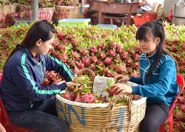 Các mặt hàng rau quả của Việt Nam phụ thuộc quá nhiều vào thị trường Trung Quốc
