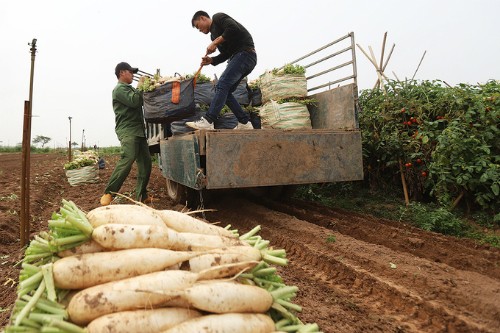 Củ cải trắng ở xã Tráng Việt được trồng theo chuẩn VietGap.