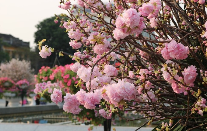 Hoa anh đào Nhật Bản làm say lòng người dân Hải Phòng