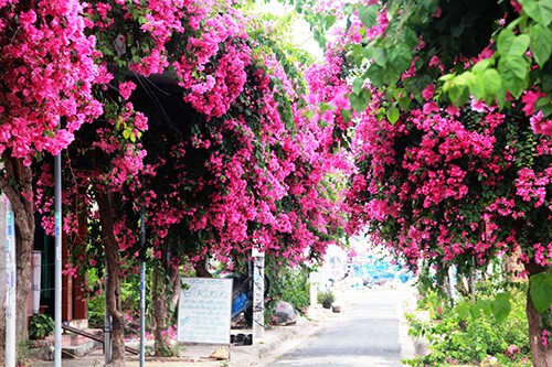 Con đường 200 m trồng 60 cây hoa giấy ở Nha Trang