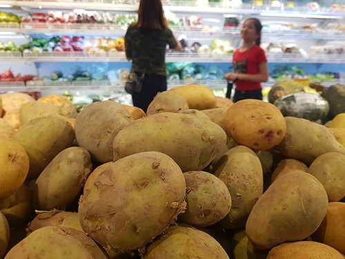 Trong khi tại vườn mỗi kg khoai tây được gom mua 3.000 - 4.000 đồng một kg thì giá tại siêu thị 18.000 - 20.000 đồng. Ảnh: H.T