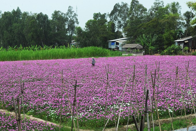 Cánh đồng hoa dừa cạn hút giới trẻ ở An Giang