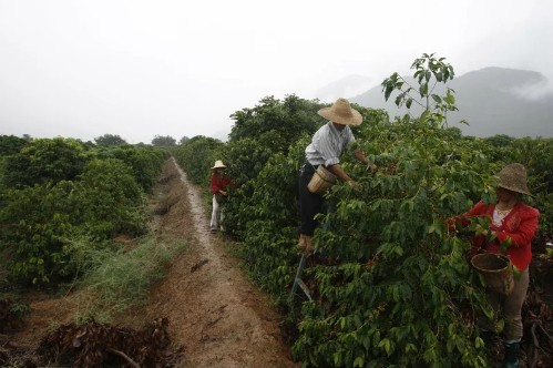 Nông dân thu hoạch cà phê ở Vân Nam (Trung Quốc). Ảnh: AFP