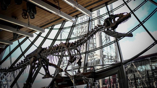 Bộ xương của một con khủng long ăn thịt được trưng bày trong buổi đấu giá ở tầng một của Tháp Eiffel, Paris ngày 2/6 vừa qua. (Nguồn: ABC News).