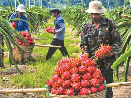 Trái cây Việt vẫn kém cạnh tranh so với các đối thủ khác có vị trí địa lý gần hơn và các đối thủ trong khu vực Đông Nam Á về giá, chất lượng, thời gian giao hàng.