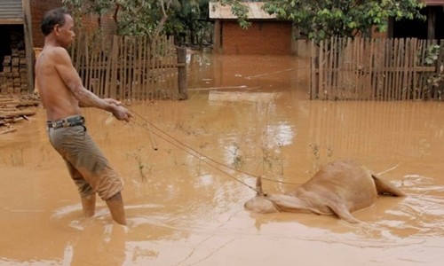 Một người dân Lào kéo xác con bò ngập trong nước lũ hôm 26/7. Ảnh: AFP.