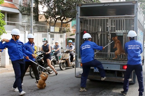 Các chú chó thả rông trên đường Nguyễn Đình Chiểu bị bắt hôm nay. Ảnh: Sơn Hòa.
