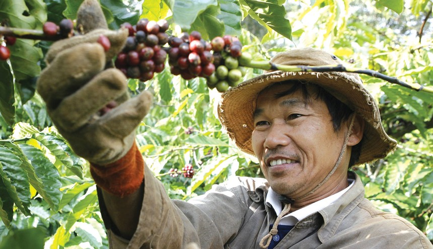 Cùng đồng hành với doanh nghiệp trong thực hiện tái canh cây cà phê đã có sự hỗ trợ từ Agribank.