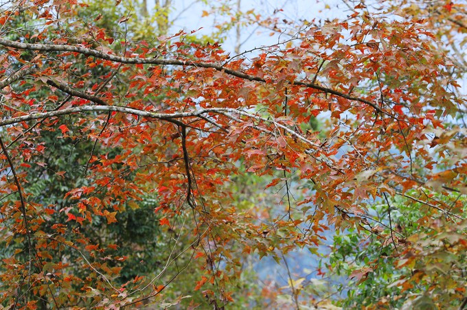 Mùa cây đổ lá vàng ở Cao Bằng