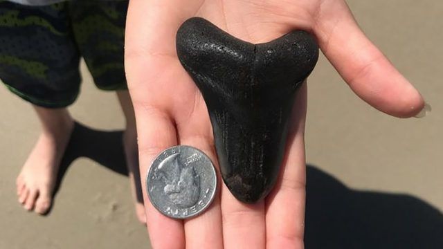 Chiếc răng cá mập megalodon có niên đại gần 3 triệu năm được tìm thấy trên bờ biển.