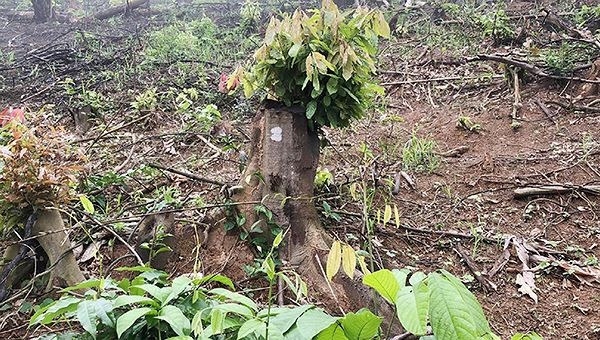 Nguyên trưởng ban quản lý rừng phòng hộ ở Nghệ An bị bắt