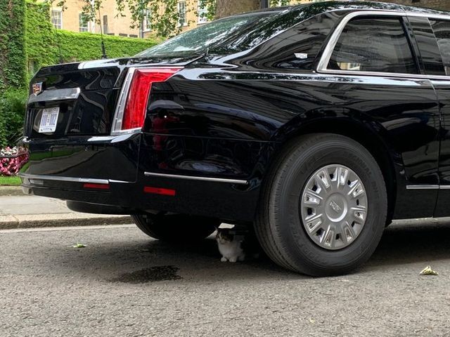 Mèo Larry nằm dưới gầm siêu xe "quái thú" của ông Trump (Ảnh: Twitter).
