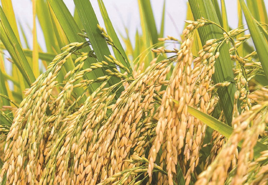 Tập đoàn Giống cây trồng Việt Nam (NSC): Lợi nhuận quý II giảm hơn 16%