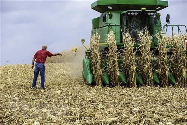 Nông dân thu hoạch ngô tại Hastings, bang Minnesota của Mỹ. (Ảnh: AFP/TTXVN).