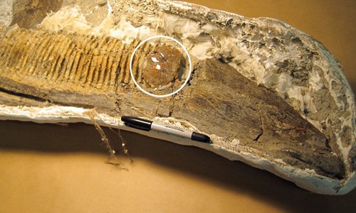 Khối hổ phách bám trên hóa thạch hàm khủng long. Ảnh: Science.