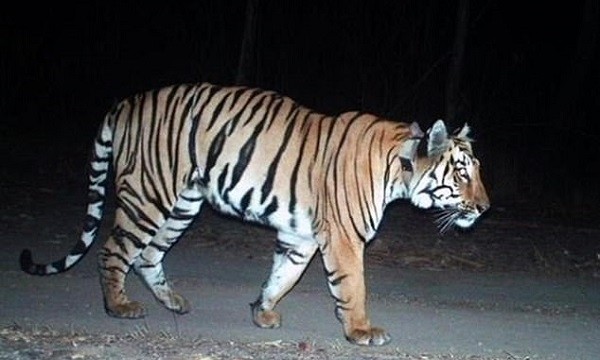 Con hổ đi qua hai bang ở Ấn Độ. Ảnh: BBC.