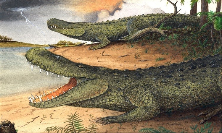 Cá sấu caiman tiền sử nặng ngang voi châu Á ngày nay. Ảnh: AFLY.