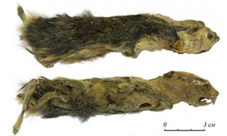 Nữ sinh phát hiện xác chuột đóng băng 41.000 năm tuổi
