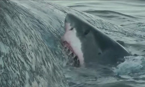 Cá mập trắng ăn thịt cá nhà táng trước thuyền ngư dân