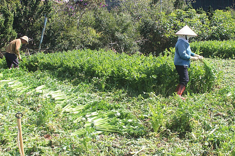 Nông dân thu hoạch Cần Tây ở Đà Lạt. Ảnh: Quốc Dũng.