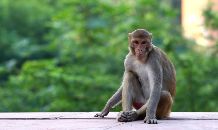 Khỉ gây ra nhiều rắc rối ở Ấn Độ. Ảnh: Gizmodo.