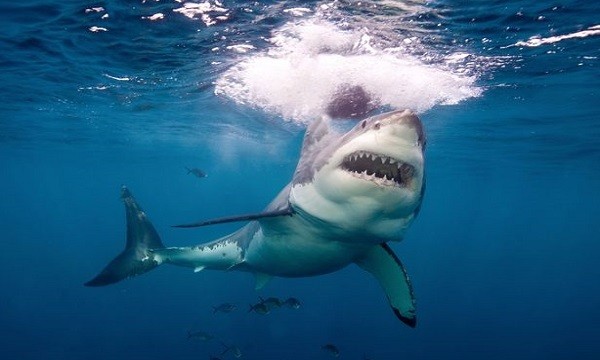 Cá mập trắng tấn công hai ngư dân để đoạt thức ăn. Ảnh: Newsweek.