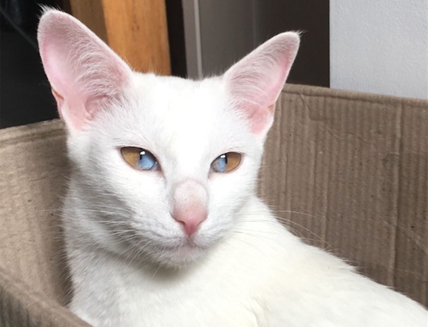 Siêu hiểm: Chú mèo có đôi mắt nửa màu nâu nửa màu xanh