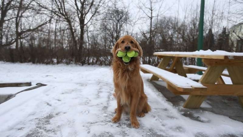 Chú chó Finley ngậm được 6 quả bóng tennis cùng lúc.. Ảnh Internet