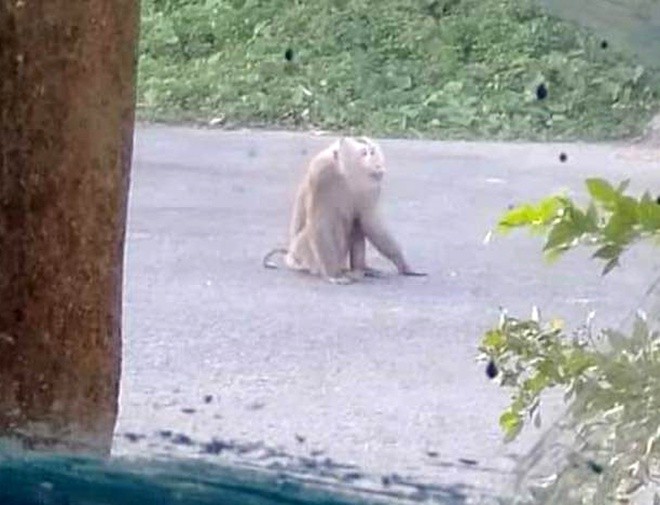 Con khỉ cắn nhiều người trong khu dân cư Minh Châu, TP Sóc Trăng. Ảnh người dân cung cấp.