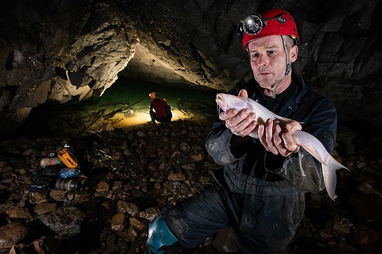 Daniel Harries tìm thấy loài cá lớn trong hang Um Ladaw ở Ấn Độ. Ảnh: National Geographic.