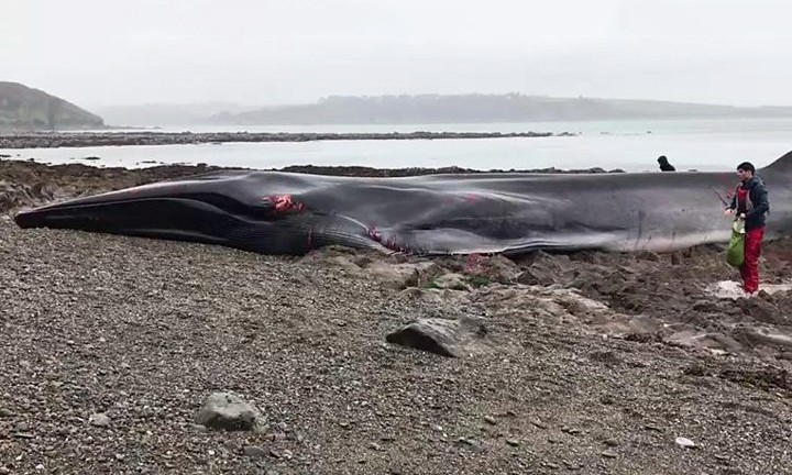 Giải cứu bất thành cá voi dài 19 m mắc cạn
