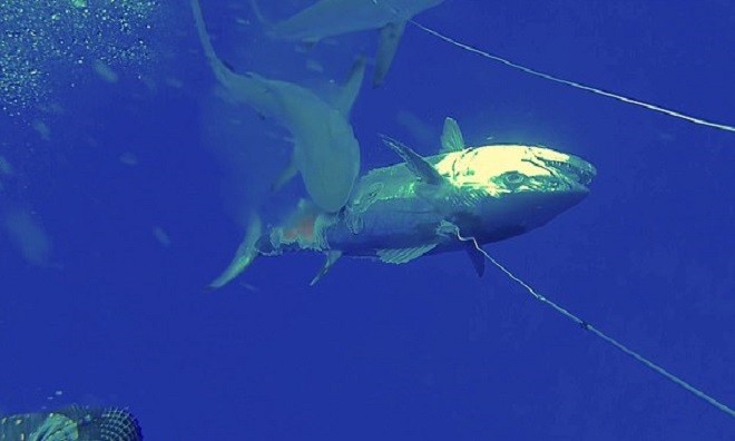Cá mập san hô ngoạm cá ngừ dưới nước. Ảnh: Mirror.