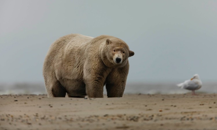 Gấu Bắc Cực Albert nặng gần 700 kg trên đảo Barter. Ảnh: Edward Boudreau.