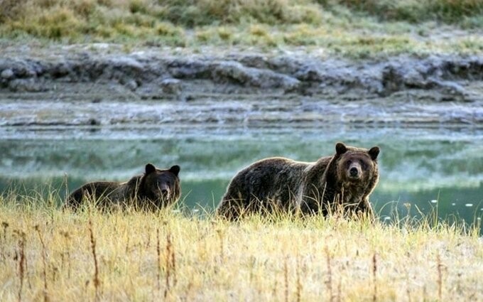 Gấu nâu hoang dã mò vào thành phố Kastoria của Hy Lạp kiếm ăn. Ảnh: AFP.