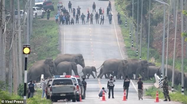 Đàn voi hoang dã đủ mọi lứa tuổi, kích cỡ đi bộ lững thững băng qua đường cao tốc. Ảnh: ViralPress.
